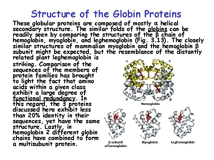 Structure of the Globin Proteins These globular proteins are composed of mostly helical secondary