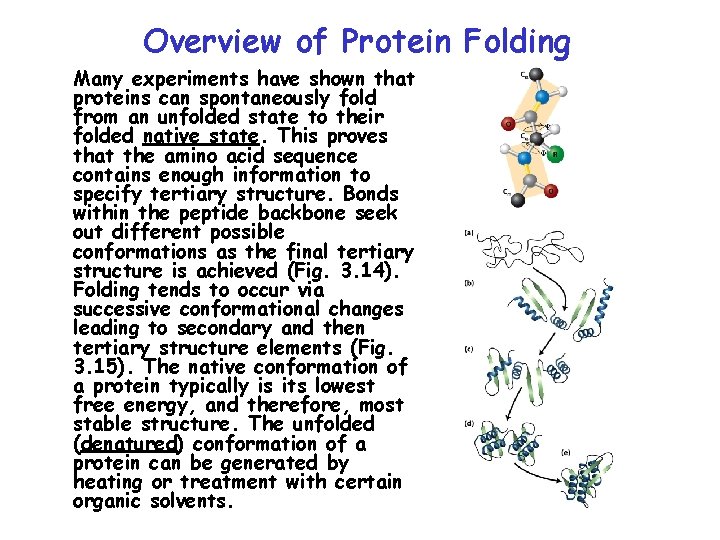 Overview of Protein Folding Many experiments have shown that proteins can spontaneously fold from