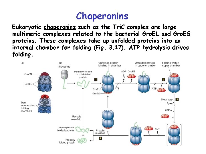 Chaperonins Eukaryotic chaperonins such as the Tri. C complex are large multimeric complexes related
