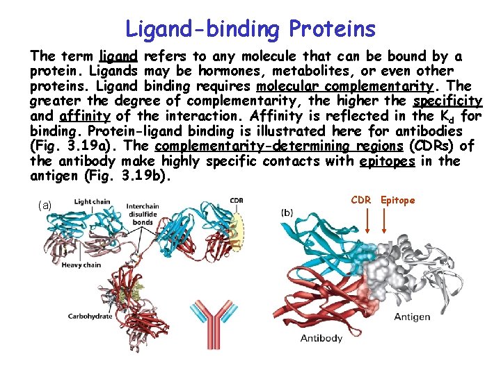Ligand-binding Proteins The term ligand refers to any molecule that can be bound by