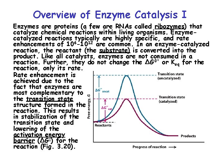 Overview of Enzyme Catalysis I Enzymes are proteins (a few are RNAs called ribozymes)