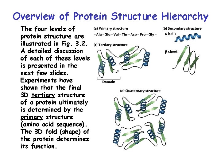 Overview of Protein Structure Hierarchy The four levels of protein structure are illustrated in