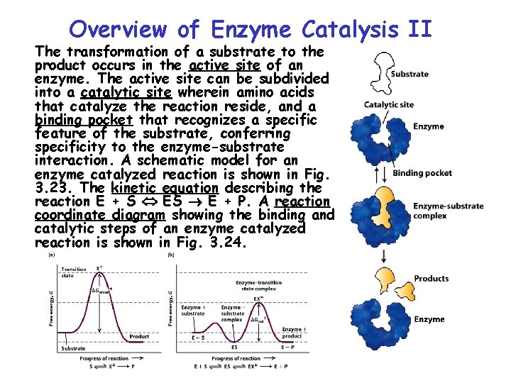 Overview of Enzyme Catalysis II The transformation of a substrate to the product occurs