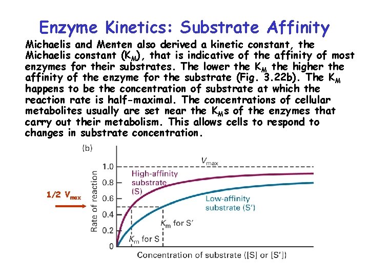 Enzyme Kinetics: Substrate Affinity Michaelis and Menten also derived a kinetic constant, the Michaelis