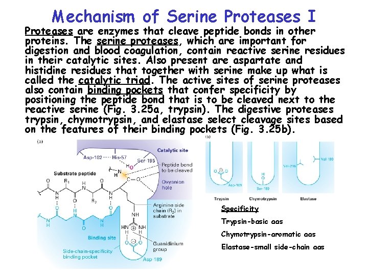 Mechanism of Serine Proteases I Proteases are enzymes that cleave peptide bonds in other