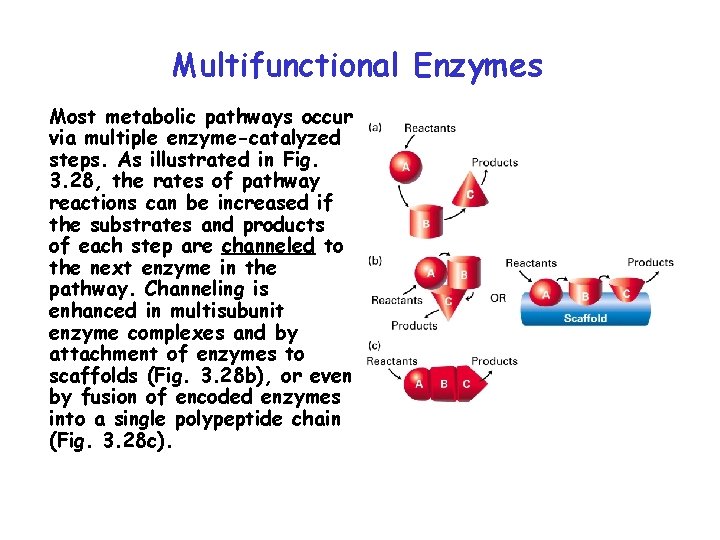 Multifunctional Enzymes Most metabolic pathways occur via multiple enzyme-catalyzed steps. As illustrated in Fig.