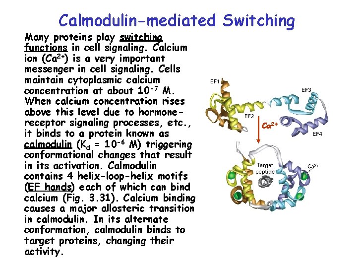 Calmodulin-mediated Switching Many proteins play switching functions in cell signaling. Calcium ion (Ca 2+)