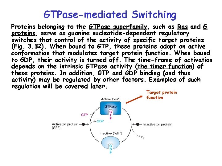 GTPase-mediated Switching Proteins belonging to the GTPase superfamily, such as Ras and G proteins,