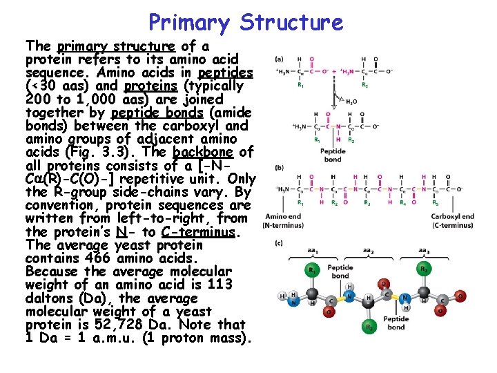 Primary Structure The primary structure of a protein refers to its amino acid sequence.