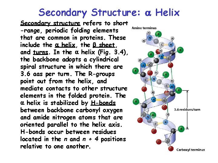 Secondary Structure: Helix Secondary structure refers to short -range, periodic folding elements that are
