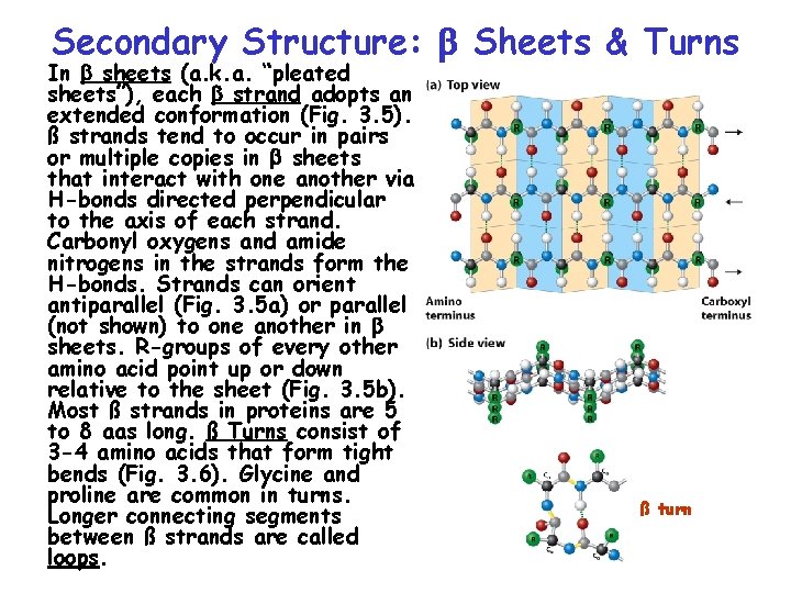 Secondary Structure: b Sheets & Turns In b sheets (a. k. a. “pleated sheets”),