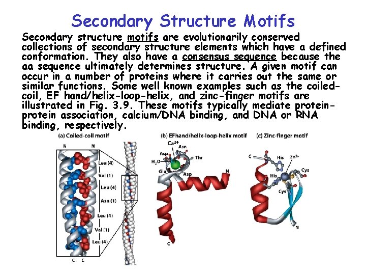 Secondary Structure Motifs Secondary structure motifs are evolutionarily conserved collections of secondary structure elements