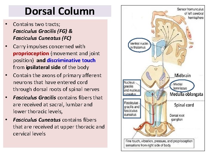 Dorsal Column • Contains two tracts; Fasciculus Gracilis (FG) & Fasciculus Cuneatus (FC) •