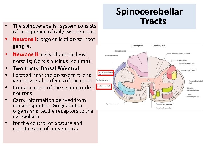  • The spinocerebellar system consists of a sequence of only two neurons; •