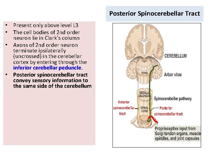 Posterior Spinocerebellar Tract • Present only above level L 3 • The cell bodies