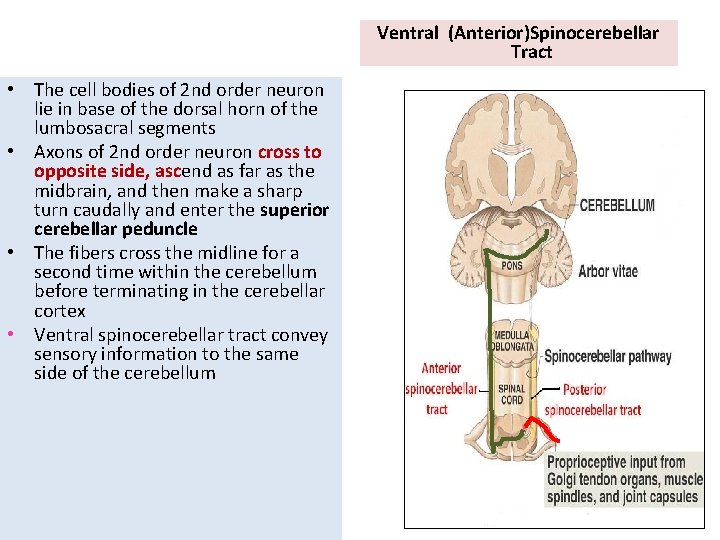 Ventral (Anterior)Spinocerebellar Tract • The cell bodies of 2 nd order neuron lie in