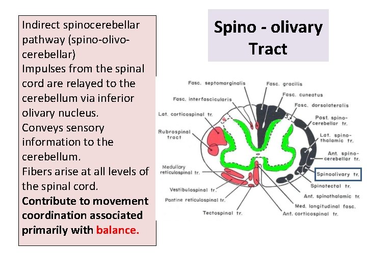 Indirect spinocerebellar pathway (spino-olivocerebellar) Impulses from the spinal cord are relayed to the cerebellum