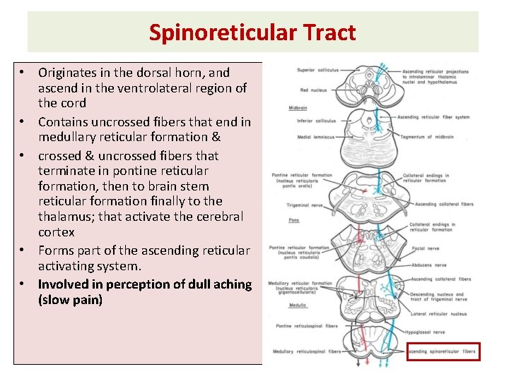 Spinoreticular Tract • Originates in the dorsal horn, and ascend in the ventrolateral region