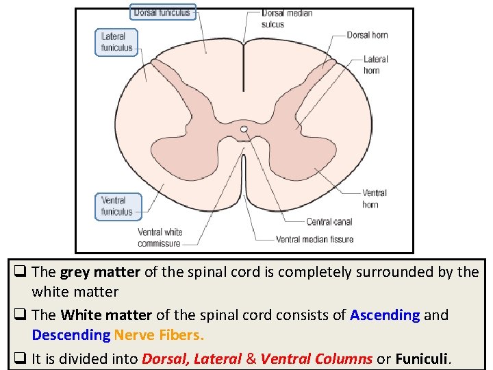 q The grey matter of the spinal cord is completely surrounded by the white