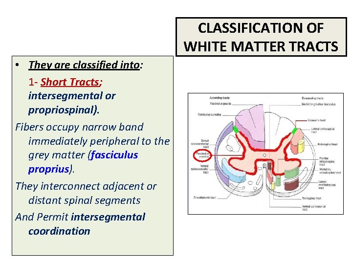 CLASSIFICATION OF WHITE MATTER TRACTS • They are classified into: 1 - Short Tracts;