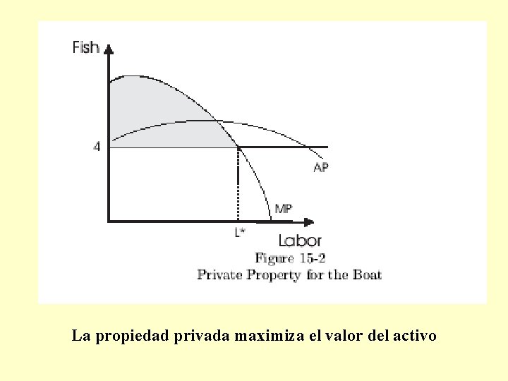 La propiedad privada maximiza el valor del activo 