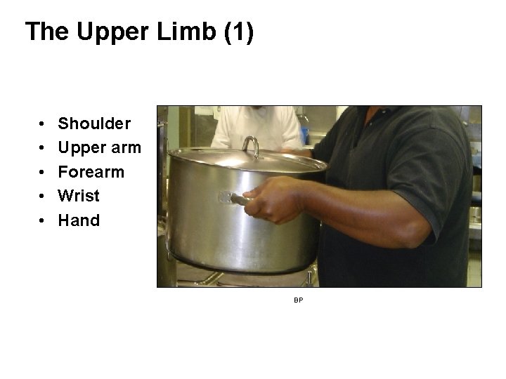 The Upper Limb (1) • • • Shoulder Upper arm Forearm Wrist Hand BP