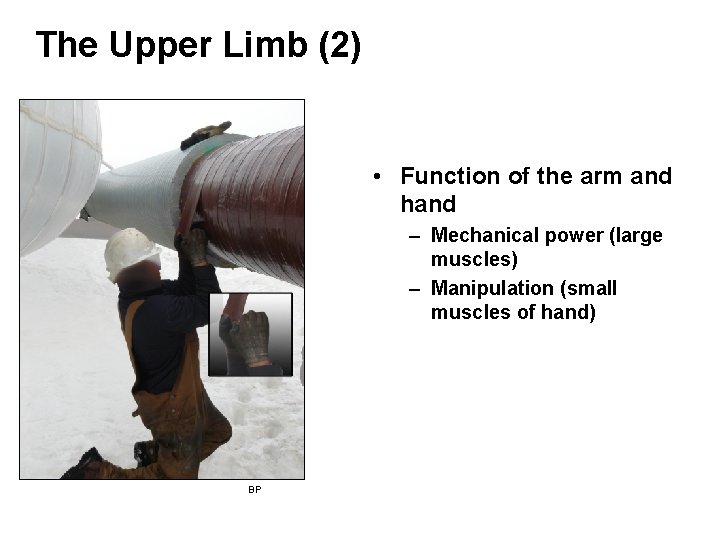 The Upper Limb (2) • Function of the arm and hand – Mechanical power