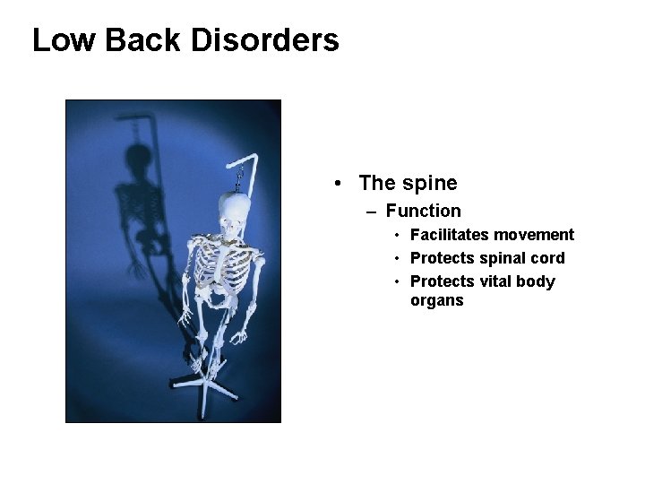 Low Back Disorders • The spine – Function • Facilitates movement • Protects spinal