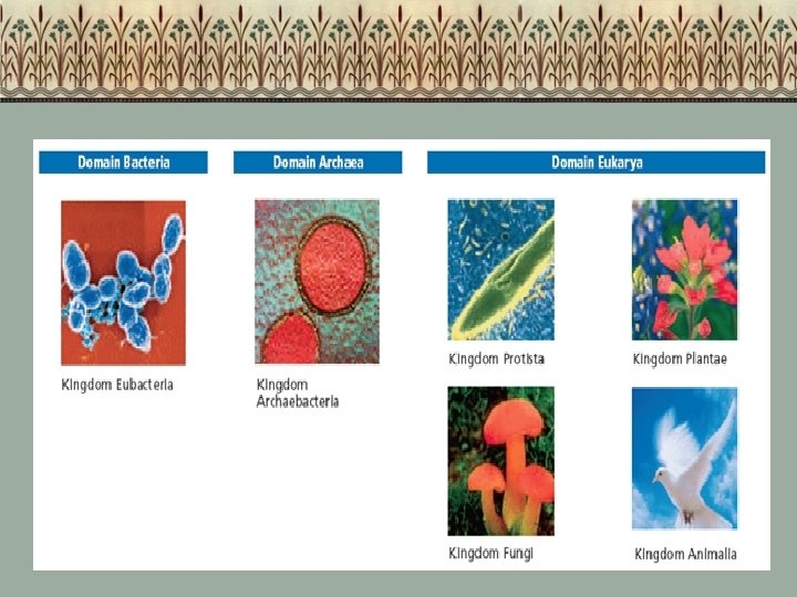 CLASSIFICATION OF LIFE As living things are constantly