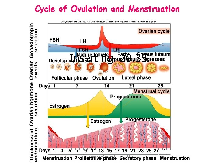 Cycle of Ovulation and Menstruation Insert fig. 20. 35 Department of Biochemistry, SJC, Trichy Cycle of Ovulation and Menstruation Insert fig. 20. 35 Department of Biochemistry, SJC, Trichy