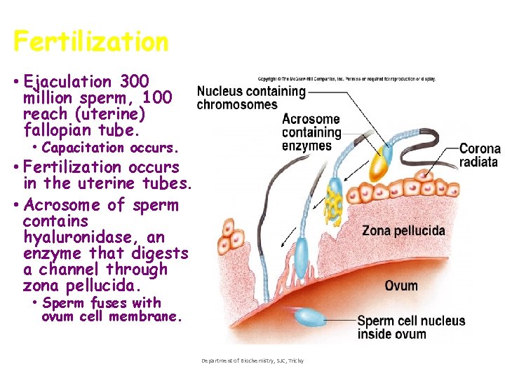Fertilization • Ejaculation 300 million sperm, 100 reach (uterine) fallopian tube. • Capacitation occurs. Fertilization • Ejaculation 300 million sperm, 100 reach (uterine) fallopian tube. • Capacitation occurs.