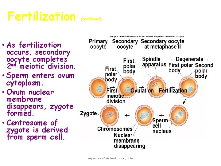 Fertilization • As fertilization occurs, secondary oocyte completes 2 nd meiotic division. • Sperm Fertilization • As fertilization occurs, secondary oocyte completes 2 nd meiotic division. • Sperm