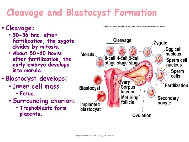 Cleavage and Blastocyst Formation • Cleavage: • 30 -36 hrs. after fertilization, the zygote Cleavage and Blastocyst Formation • Cleavage: • 30 -36 hrs. after fertilization, the zygote