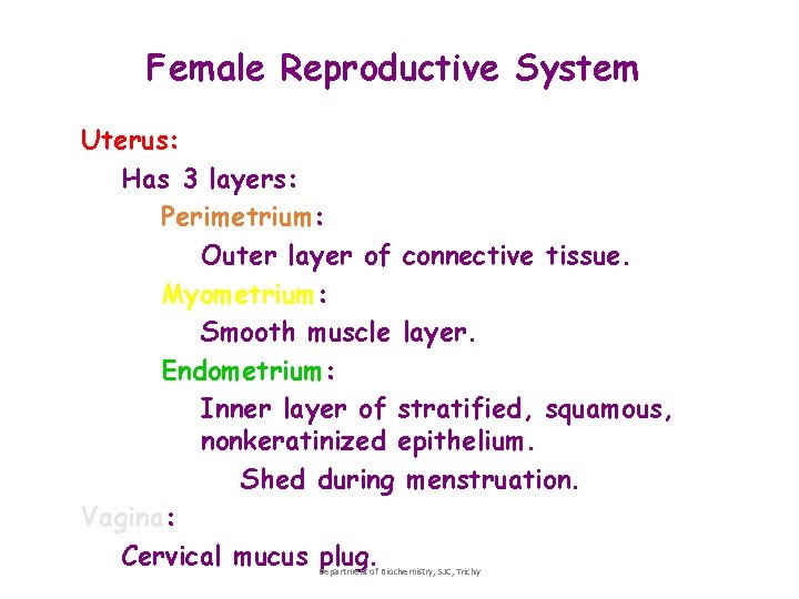 Female Reproductive System Uterus: Has 3 layers: Perimetrium: Outer layer of connective tissue. Myometrium: Female Reproductive System Uterus: Has 3 layers: Perimetrium: Outer layer of connective tissue. Myometrium: