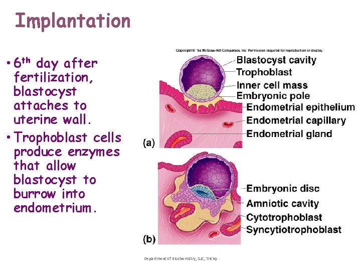 Implantation • 6 th day after fertilization, blastocyst attaches to uterine wall. • Trophoblast Implantation • 6 th day after fertilization, blastocyst attaches to uterine wall. • Trophoblast