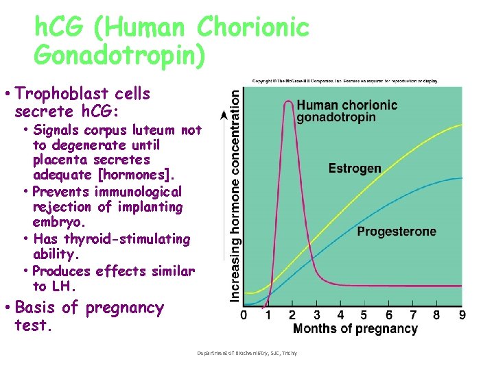 h. CG (Human Chorionic Gonadotropin) • Trophoblast cells secrete h. CG: • Signals corpus h. CG (Human Chorionic Gonadotropin) • Trophoblast cells secrete h. CG: • Signals corpus
