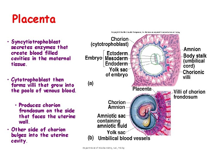 Placenta • Syncytiotrophoblast secretes enzymes that create blood filled cavities in the maternal tissue. Placenta • Syncytiotrophoblast secretes enzymes that create blood filled cavities in the maternal tissue.