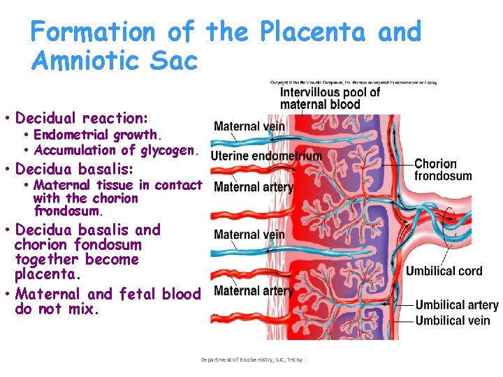 Formation of the Placenta and Amniotic Sac • Decidual reaction: • Endometrial growth. • Formation of the Placenta and Amniotic Sac • Decidual reaction: • Endometrial growth. •