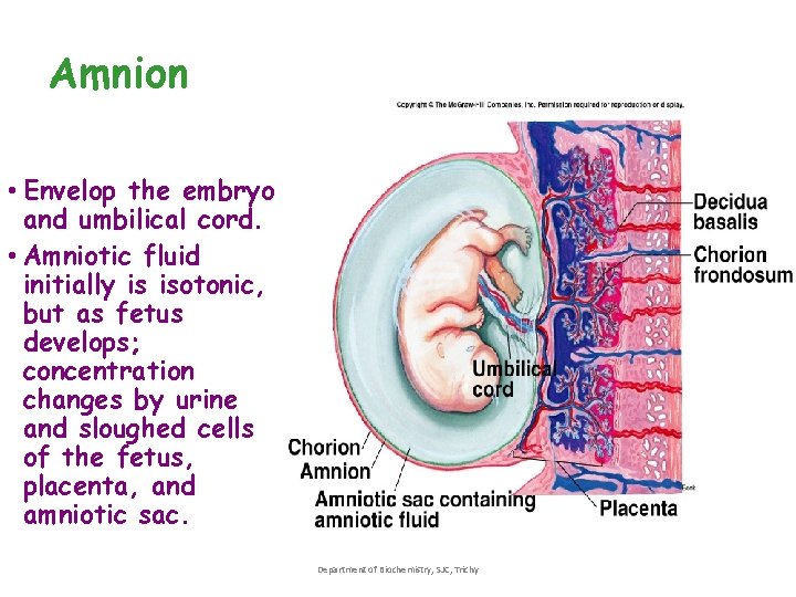 Amnion • Envelop the embryo and umbilical cord. • Amniotic fluid initially is isotonic, Amnion • Envelop the embryo and umbilical cord. • Amniotic fluid initially is isotonic,