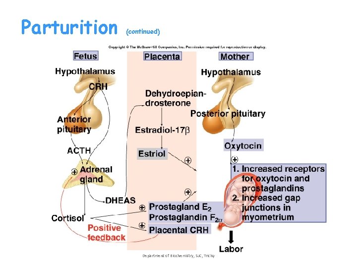 Parturition (continued) Department of Biochemistry, SJC, Trichy Parturition (continued) Department of Biochemistry, SJC, Trichy