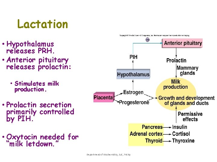Lactation • Hypothalamus releases PRH. • Anterior pituitary releases prolactin: • Stimulates milk production. Lactation • Hypothalamus releases PRH. • Anterior pituitary releases prolactin: • Stimulates milk production.
