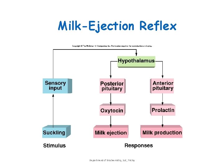 Milk-Ejection Reflex Department of Biochemistry, SJC, Trichy Milk-Ejection Reflex Department of Biochemistry, SJC, Trichy