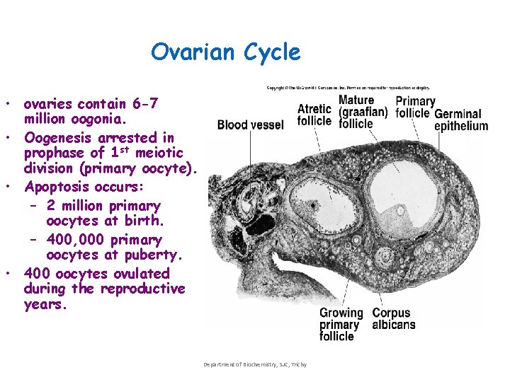 Ovarian Cycle • ovaries contain 6 -7 million oogonia. • Oogenesis arrested in prophase Ovarian Cycle • ovaries contain 6 -7 million oogonia. • Oogenesis arrested in prophase