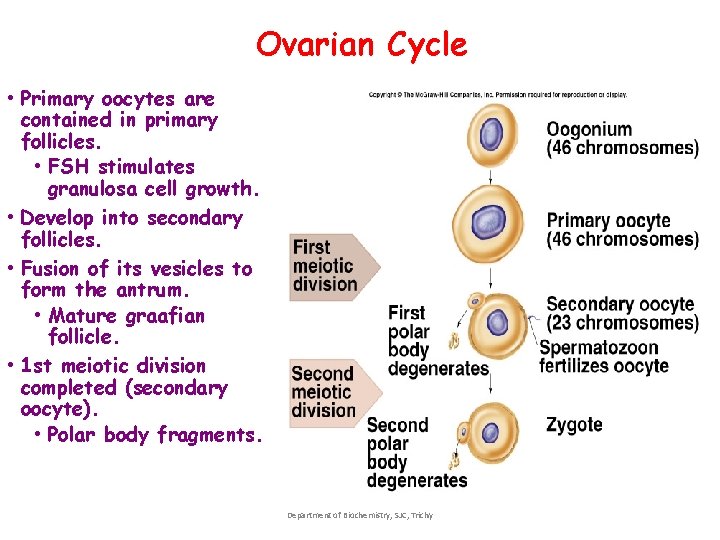 Ovarian Cycle • Primary oocytes are contained in primary follicles. • FSH stimulates granulosa Ovarian Cycle • Primary oocytes are contained in primary follicles. • FSH stimulates granulosa