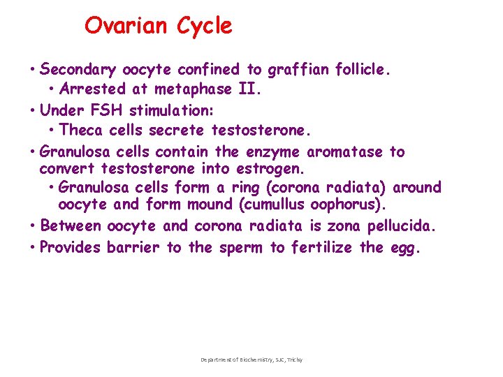Ovarian Cycle • Secondary oocyte confined to graffian follicle. • Arrested at metaphase II. Ovarian Cycle • Secondary oocyte confined to graffian follicle. • Arrested at metaphase II.