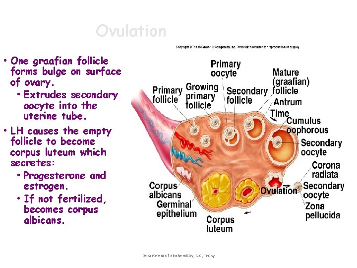Ovulation • One graafian follicle forms bulge on surface of ovary. • Extrudes secondary Ovulation • One graafian follicle forms bulge on surface of ovary. • Extrudes secondary