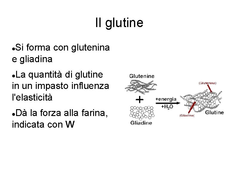 Il glutine Si forma con glutenina e gliadina La quantità di glutine in un