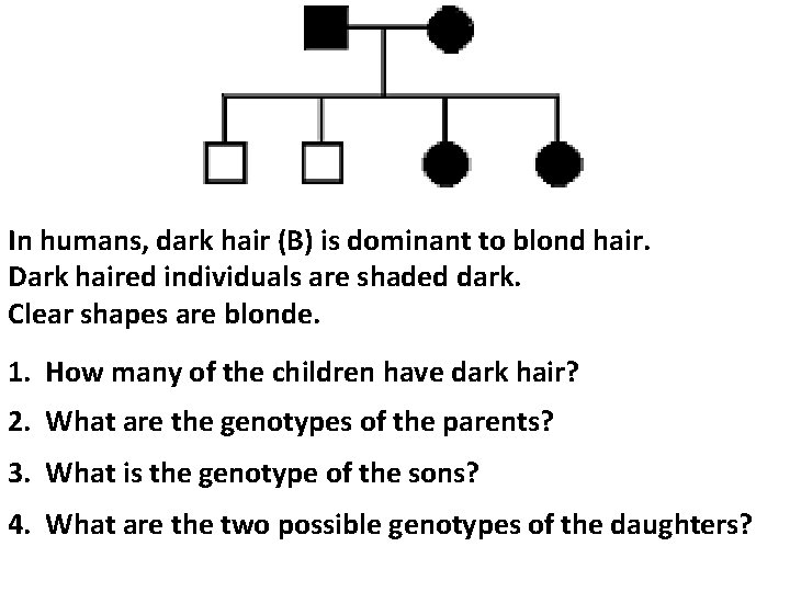 In humans, dark hair (B) is dominant to blond hair. Dark haired individuals are