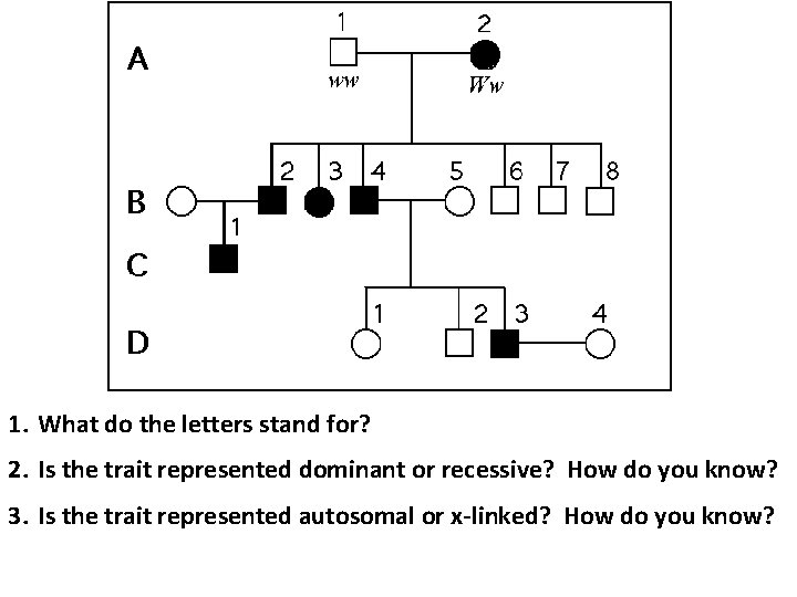 1. What do the letters stand for? 2. Is the trait represented dominant or