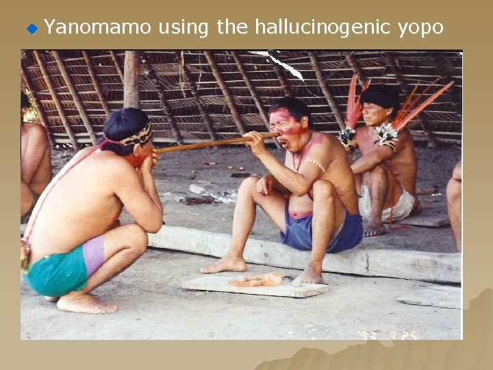 u Yanomamo using the hallucinogenic yopo 